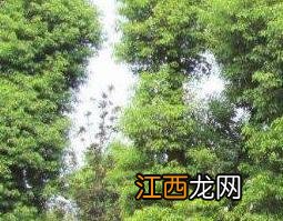 小叶樟的功效与作用 小叶樟的功效与作用及禁忌