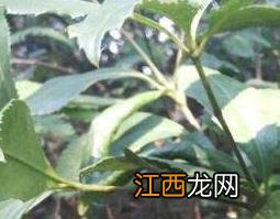 九节茶的功效与作用与用量 九节茶的功效与作用