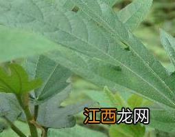 佛掌榕根的功效与作用 佛掌榕根的功效与作用是什么