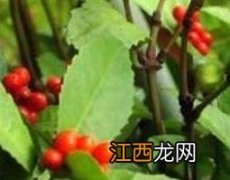 四块瓦的功效和作用 四块瓦的功效与作用及药用价值