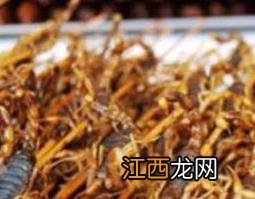 蝎子泡酒的功效与作用