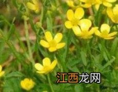 猫爪草的功效与作用 猫爪草的功效与作用禁忌