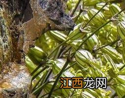 醉马草是什么 醉马草的功效与作用