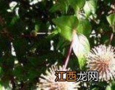 水团花根的功效与作用及药用价值图片 水团花根的功效与作用及药用价值