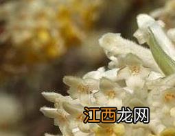 黄瑞香花的功效与作用 中药黄瑞香的功效与作用