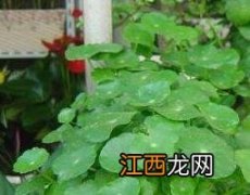 铜钱草的功效与作用 大叶铜钱草的功效与作用