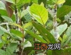 番石榴叶的功效与作用及药用价值是什么 番石榴叶的功效与作用及药用价值