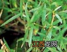 蛇舌草的功效与作用 蛇舌草的功效与作用图片