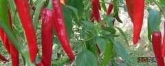 牛角椒种植时间和方法温室 羊角椒适合什么样的温度种植