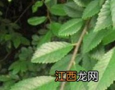 油甘树叶的药用 油甘子叶的作用和功效及药用价值