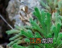 九死还魂草的功效与作用 九死还魂草的功效与作用经常喝对身体会不会伤害