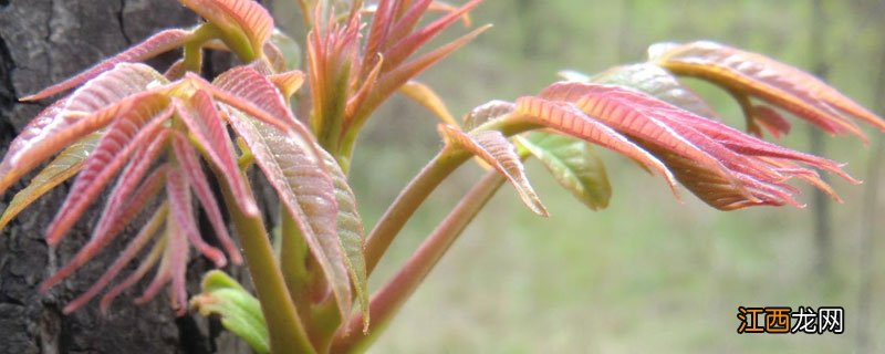 香椿大棚种植基地哪里有 哪里有种植香椿的基地