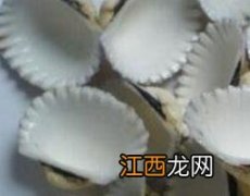 煅瓦楞子功效与作用的功效与作用及禁忌症 煅瓦楞子的功效与作用及药用价值