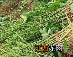 南山豆根和北山豆根区别 山豆根和北豆根的区别