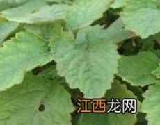 广藿香的功效与作用 广藿香的功效与作用的功能与主治