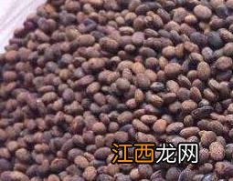 葶苈子的功效与作用的功能与主治 葶苈子的功效与作用