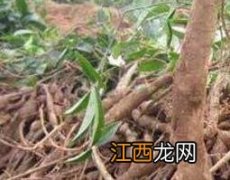 桐油树根的功效与作用及药用价值图片 桐油树根的功效与作用及药用价值