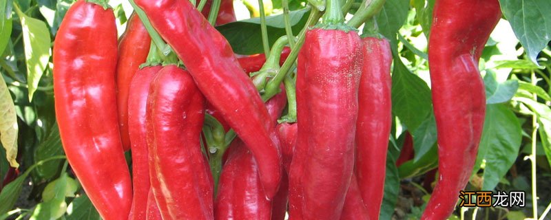 海椒的作用 山海椒的功效与作用