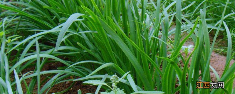 韭菜鸡蛋怎么控水 韭菜控水方法