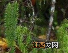 伸筋草泡水喝的药用价值与禁忌 伸筋草泡水喝可以吗