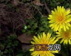 蒲公英花的功效与作用 蒲公英花的功效与作用治疗妇科病吗