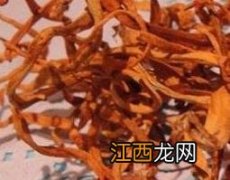 北冬虫的功效与作用 北冬虫的功效与作用及禁忌