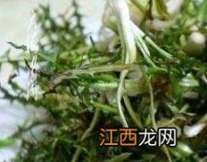 蒲公英有哪些功效与作用有消炎吗 蒲公英有哪些功效与作用