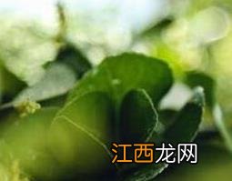 茶树精油的成分和功效 茶树精油的功效与作用及药用价值