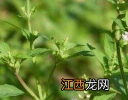 半枝莲的功效与作用及药用价值 半枝莲的功效与作用 药用