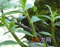 铁皮石斛怎么吃效果最好视频 铁皮石斛怎么吃效果最好