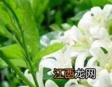 醉鱼草根的作用与功效及药用价值图片 醉鱼草根的作用与功效及药用价值