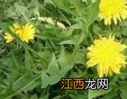 生蒲公英的功效与作用 生蒲公英的功效与作用及禁忌