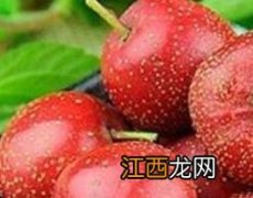 山楂加蒲公英的功效与作用 山楂加蒲公英的功效与作用及禁忌