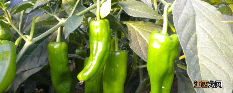 花椒怎么授粉 牛角椒开花后如何授粉