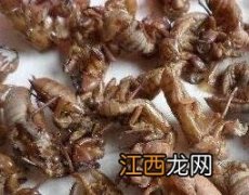 中药蝉衣的功效与作用及禁忌症有哪些? 中药蝉衣的功效与作用