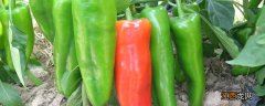 牛角辣椒什么时候种植 牛角椒种植时间育苗