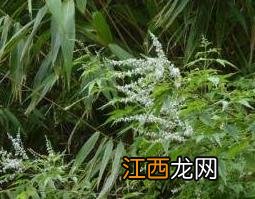 黄荆子煮水喝的作用与副作用 黄荆子煮水饮用的功效