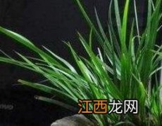 菖蒲的养殖方法 菖蒲怎么养殖