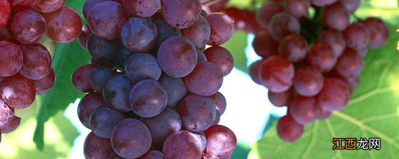 中原地区种植葡萄始于什么时候 中原地区种植葡萄始于什么时候开始