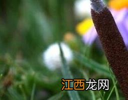 冬虫夏草是什么 冬虫夏草是什么样子