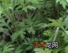 男人喝艾叶水的功效与作用 艾叶水的功效与作用