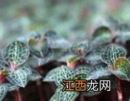 金线莲的功效与作用及禁忌是什么 金线莲的功效与作用及禁忌