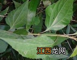 腐婢树叶的营养价值和药用价值 腐婢树根的功效和作用