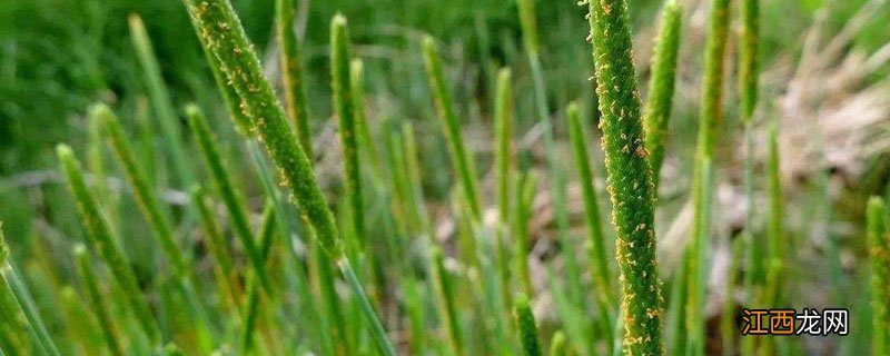 除小麦野燕麦用什么药 哪种农药除野燕麦管用