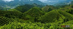台湾高山茶属于什么茶 台湾高山茶属于什么茶?