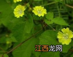 中药篱栏网的功效与用途 篱栏是什么中药