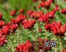 中药红经天的药用功效与作用 红经天中药做用