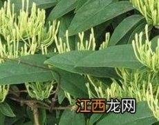 西银花的药用功效与作用