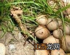 马勃配黄连的功效与作用 马勃配黄连的功效与作用禁忌