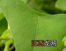 扛板归的毒副作用 扛板归的药用价值和副作用